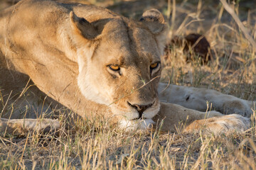 lions in bwa