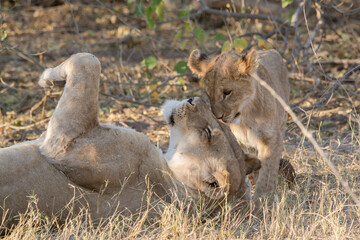 lions in bwa