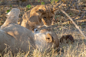lions in bwa