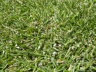 肥料をまいた刈高20mmの芝生