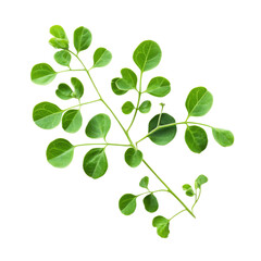 Obraz premium Delicate moringa leaves isolated on a white background highlighting their natural form and texture