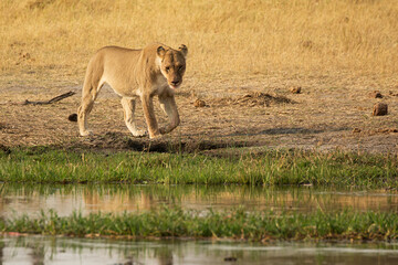 lions in BWA
