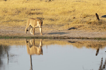 lions in BWA