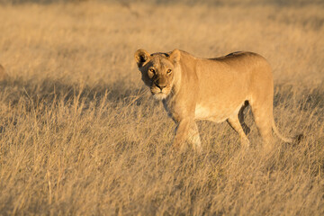 Fototapeta premium lions in BWA