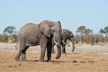 Fototapeta premium Elefanti in BWA