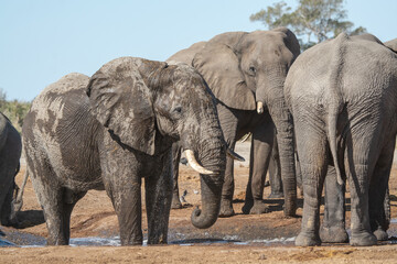 Obraz premium Elefanti in BWA