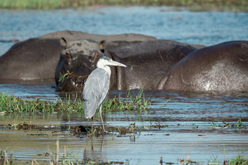 Ippopotami in acqua , in un fiume in botswanA