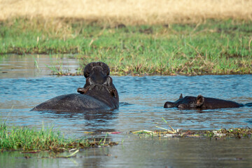 Ippopotami in acqua , in un fiume in botswanA