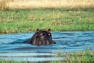 Ippopotami in acqua , in un fiume in botswanA