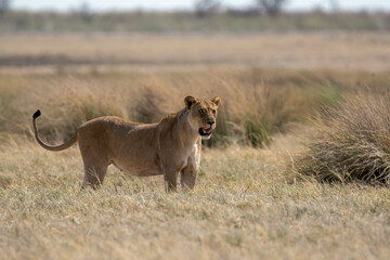lions in bwa