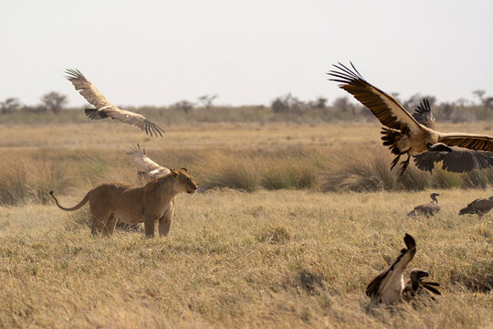 lions in bwa