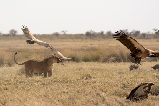 lions in bwa