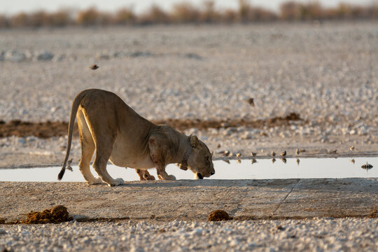lions in bwa
