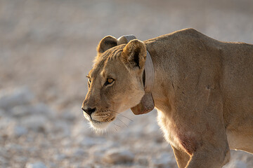 Lions in BWA
