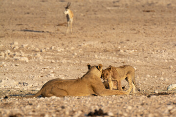 lions in bwa