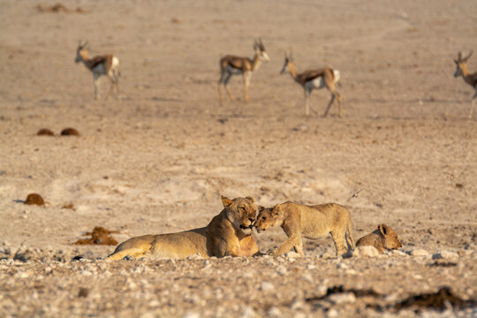 lions in bwa