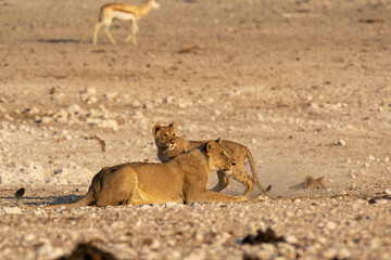 Lions in BWA