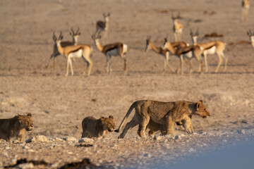 Lions in BWA