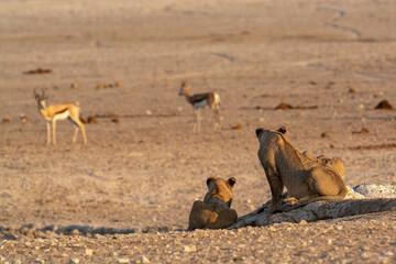 Fototapeta premium Lions in BWA