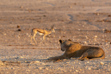 Lions in BWA