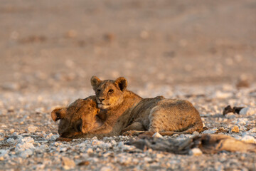 lions in safari