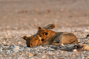 Obraz premium lions in safari