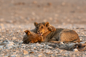 lions in safari