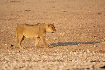 lions in bwa