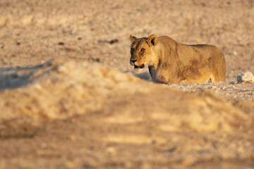 lions in bwa