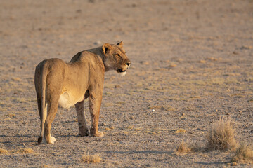 lions in bwa