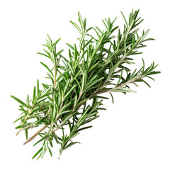 Fototapeta premium Fresh rosemary sprigs arranged on a white background for culinary use in cooking and garnishing
