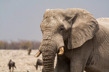 Naklejka premium elefanti in BWA