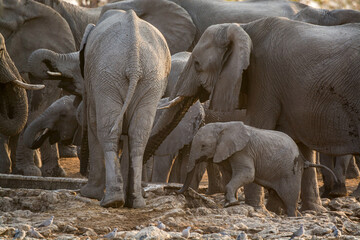 Fototapeta premium elefanti in BWA