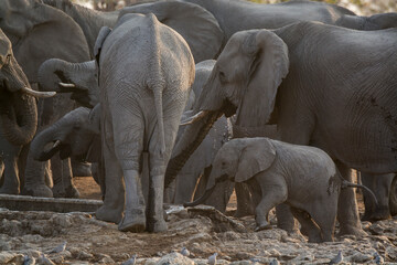Fototapeta premium elefanti in BWA
