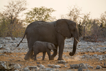 elefanti in BWA © Davide Antoniani
