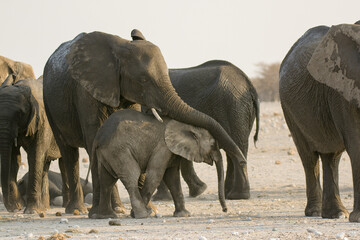 elefanti in BWA © Davide Antoniani