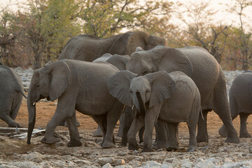 elefanti in BWA © Davide Antoniani