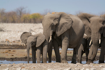 elefanti in BWA © Davide Antoniani