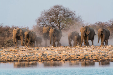 elefanti in BWA © Davide Antoniani