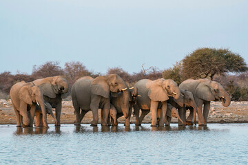 elefanti in BWA © Davide Antoniani
