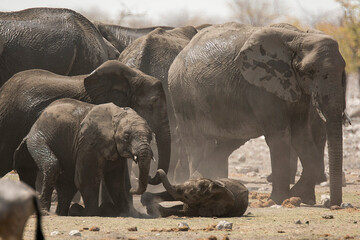 Fototapeta premium elefanti in BWA