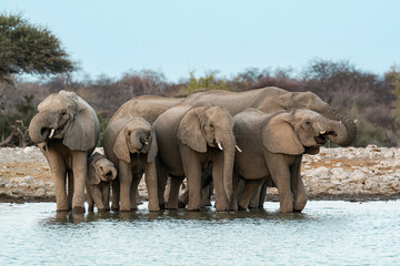 elefanti in BWA © Davide Antoniani
