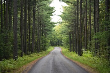 Fototapeta premium Road cutting through dense forest, towering pines on either side, dramatic and scenic
