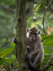 The crab-eating macaque (Macaca fascicularis), also known as the long-tailed macaque or cynomolgus macaque was observing his surroundings from the top of a tree