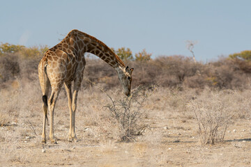 giraffe in bwa