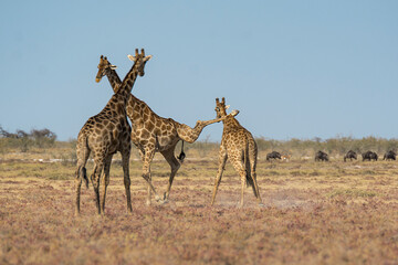 giraffe in bwa