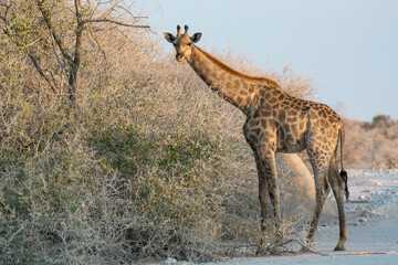 giraffe in bwa