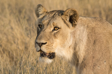 Naklejka premium Lions, in BWA