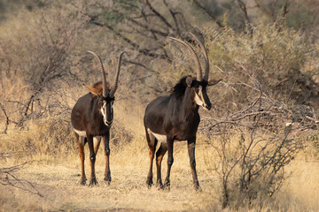 Obraz premium Erbivori in BWA