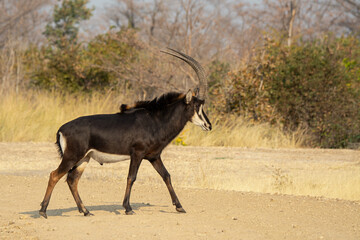 Fototapeta premium Erbivori in BWA